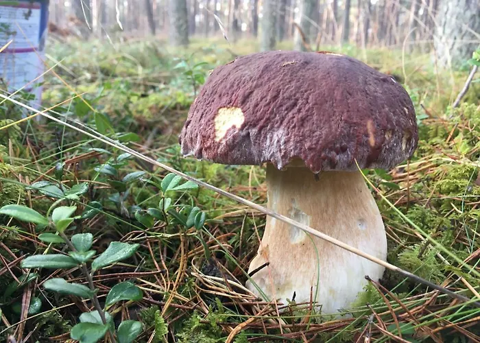 Lesna فيلة أوسيبيل