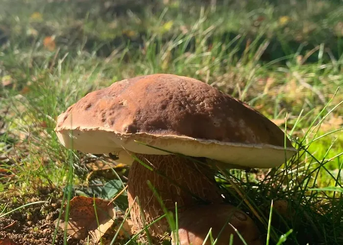 Lesna أوسيبيل